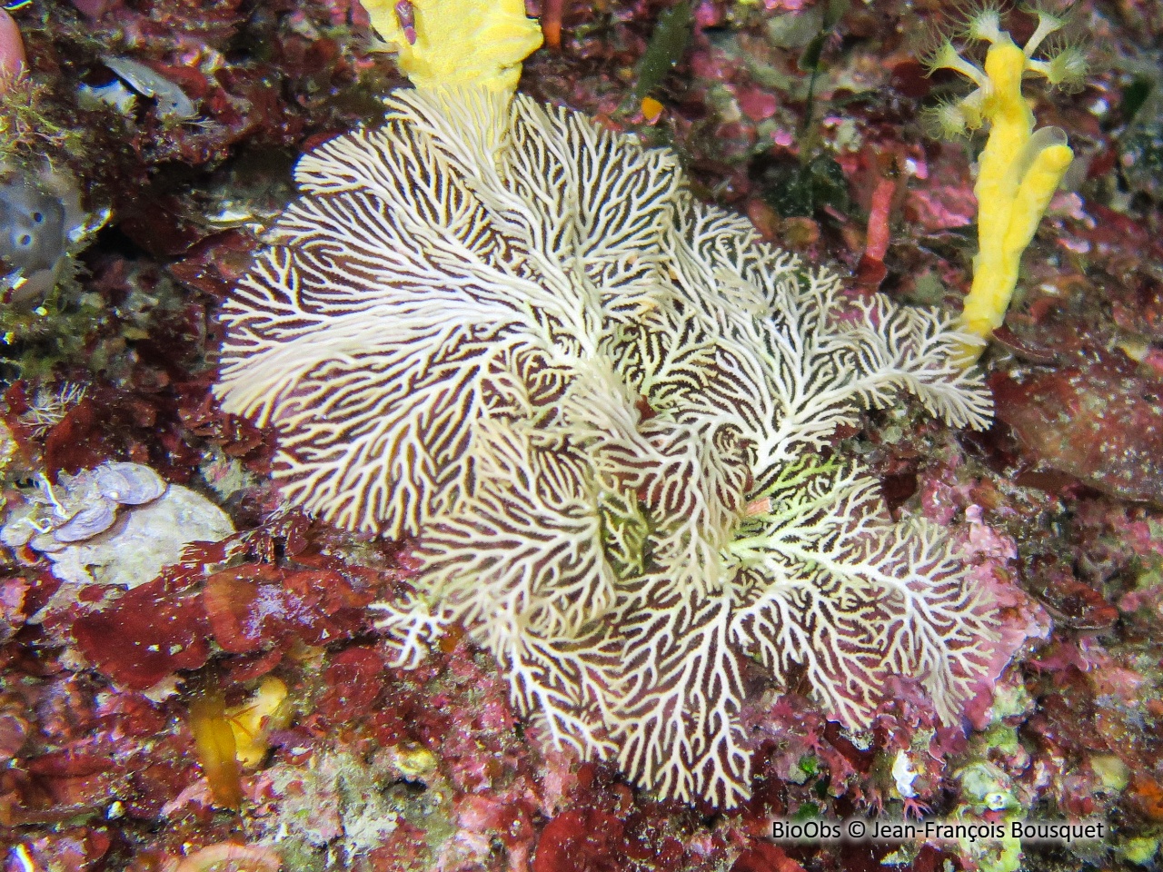 Hornère frondiculée - Hornera frondiculata - Jean-François Bousquet - BioObs