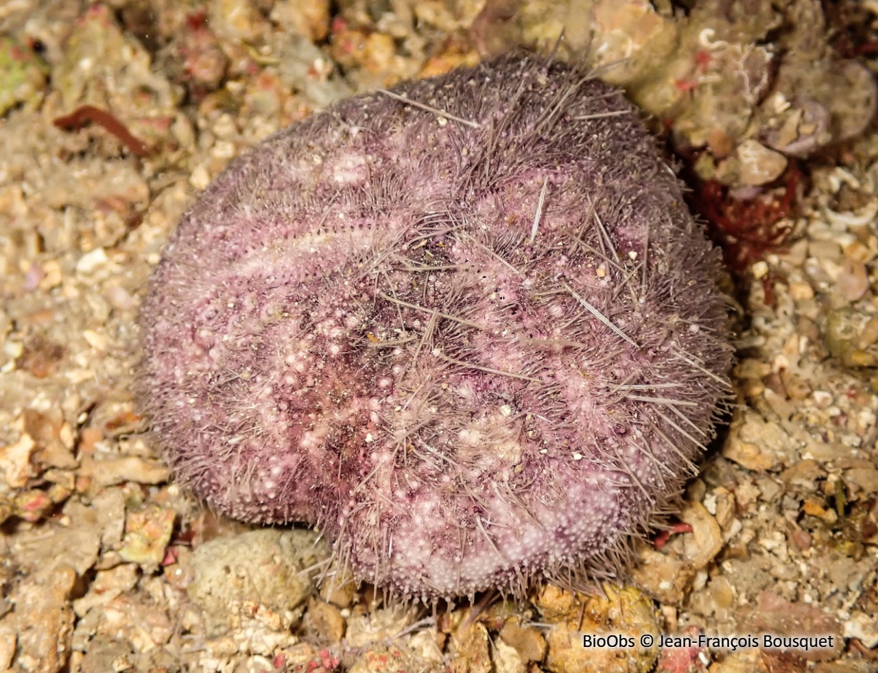 Spatangue pourpre - Spatangus purpureus - Jean-François Bousquet - BioObs