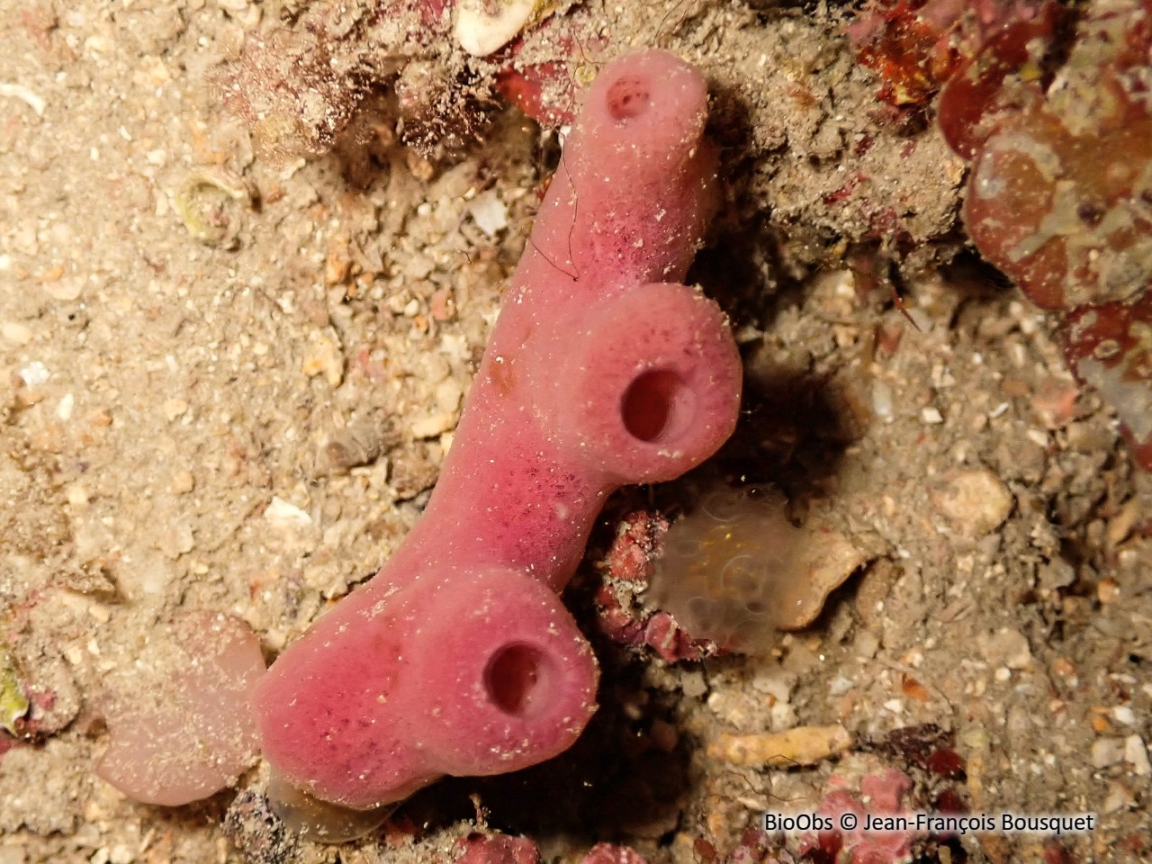 Eponge tubulaire rose - Haliclona (Reniera) mediterranea - Jean-François Bousquet - BioObs