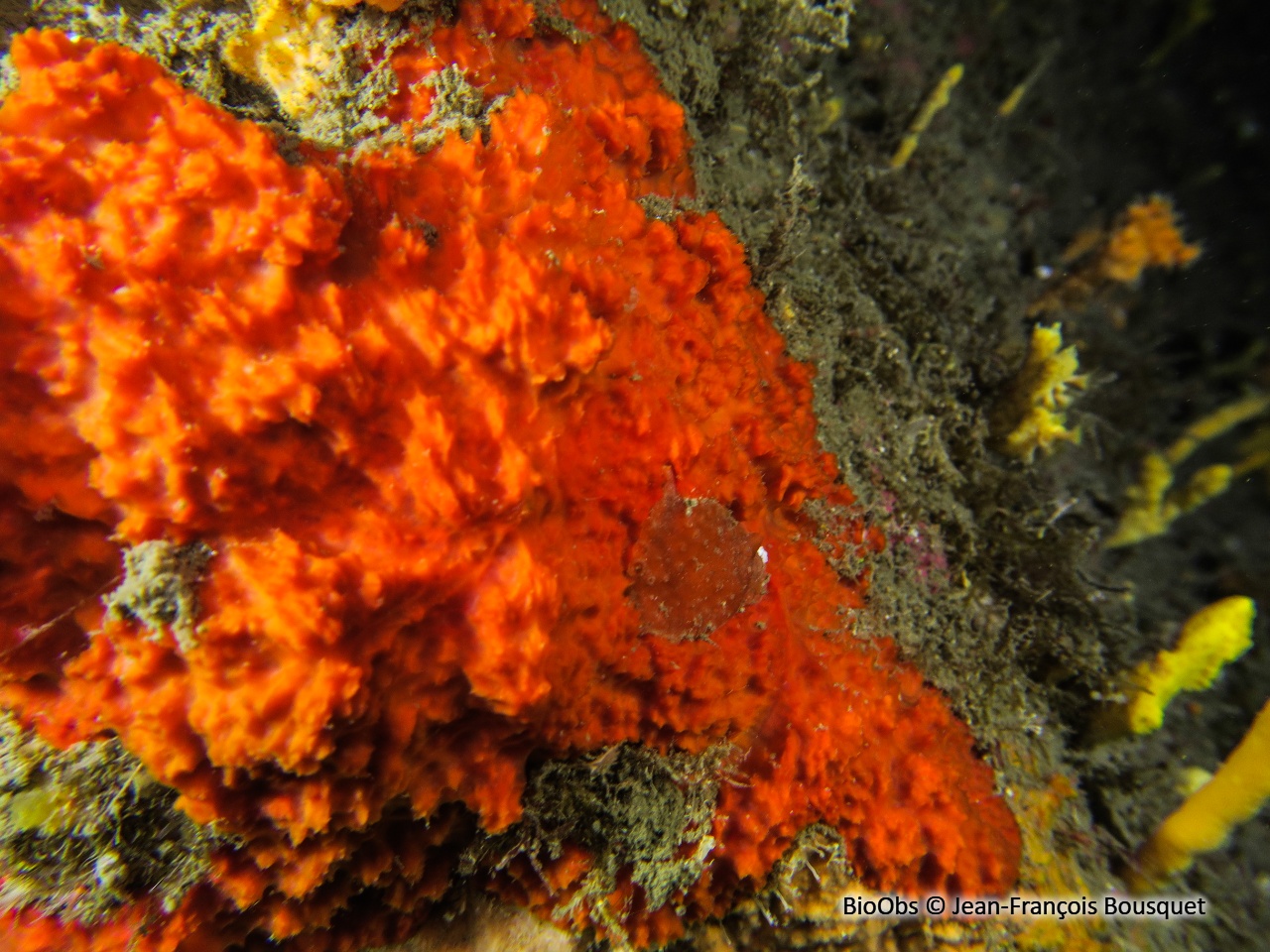 Éponge rouge hirsute - Raspaciona aculeata - Jean-François Bousquet - BioObs