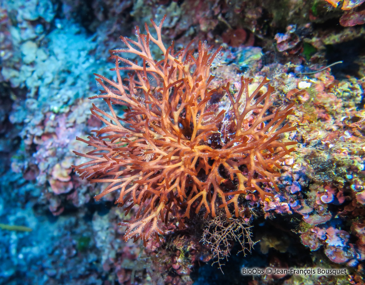 Nemastoma de Dumont - Nemastoma dumontioides - Jean-François Bousquet - BioObs