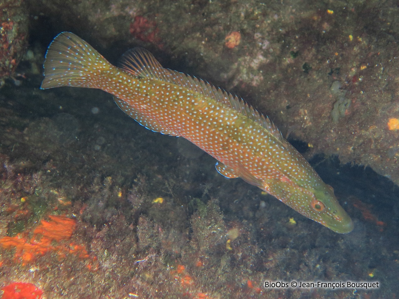 Labre vert - Labrus viridis - Jean-François Bousquet - BioObs