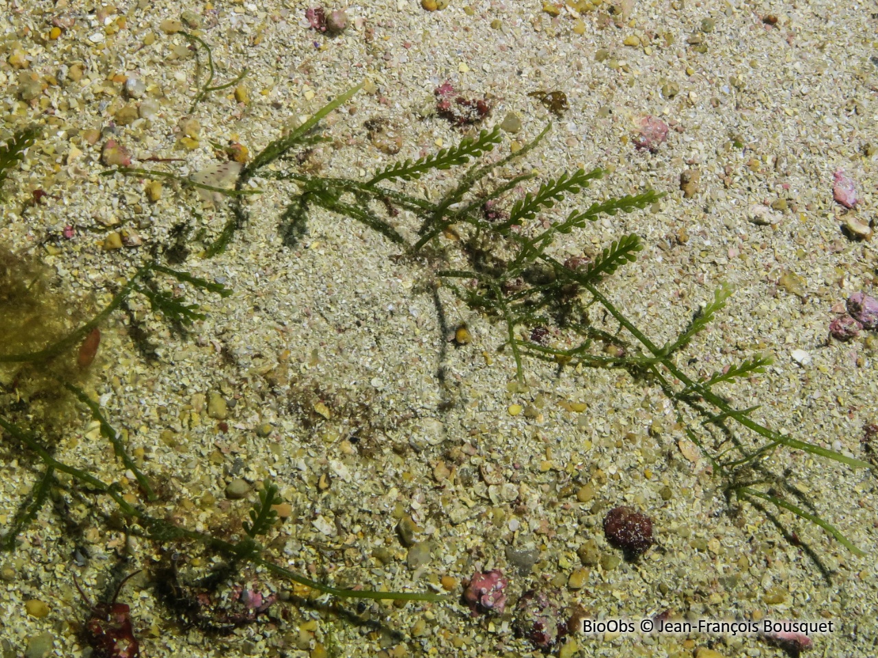 Caulerpe cylindracée - Caulerpa cylindracea - Jean-François Bousquet - BioObs