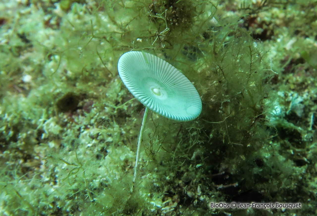 Acétabulaire - Acetabularia acetabulum - Jean-François Bousquet - BioObs