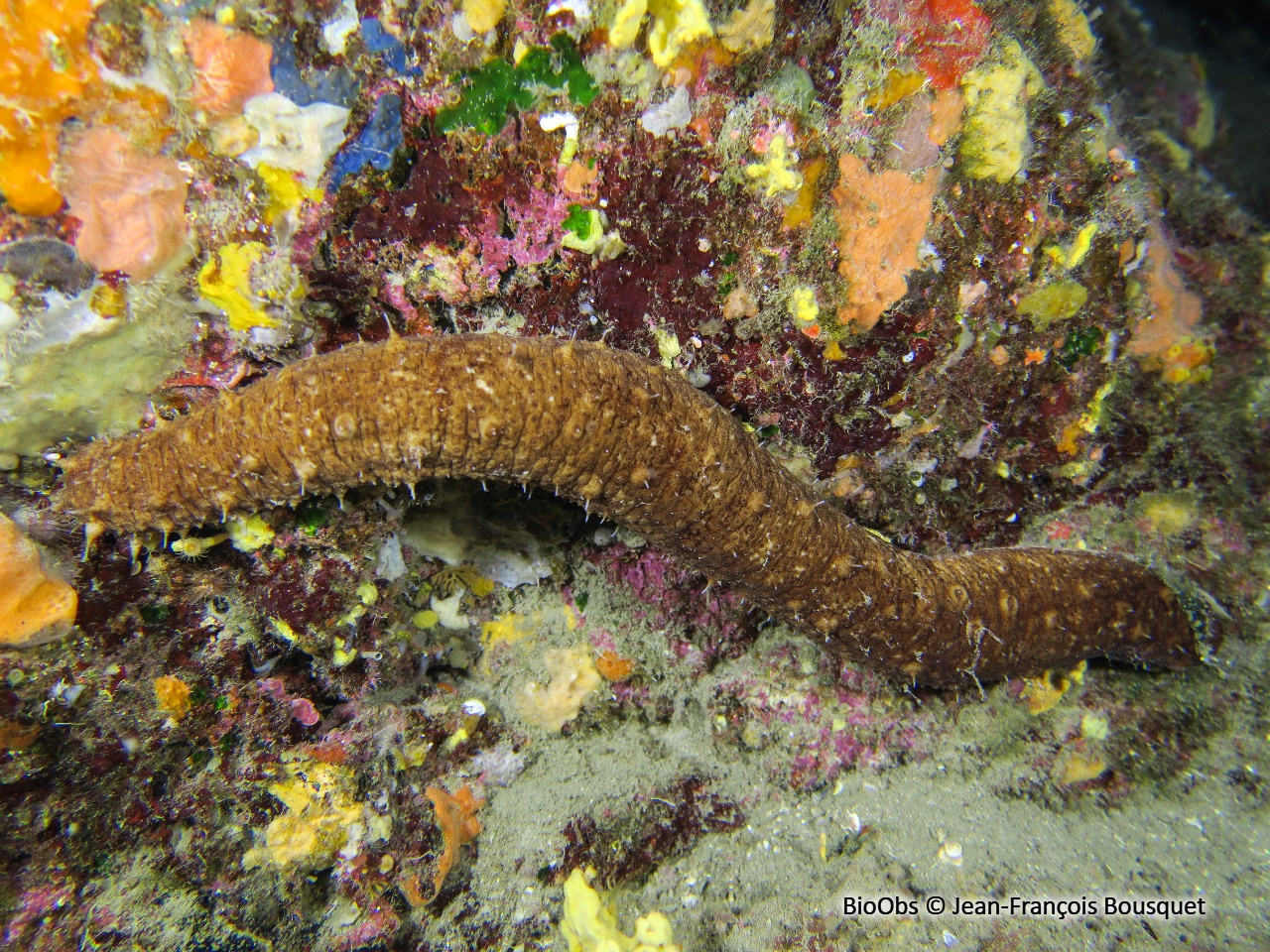 Holothurie tubuleuse - Holothuria (Holothuria) tubulosa - Jean-François Bousquet - BioObs