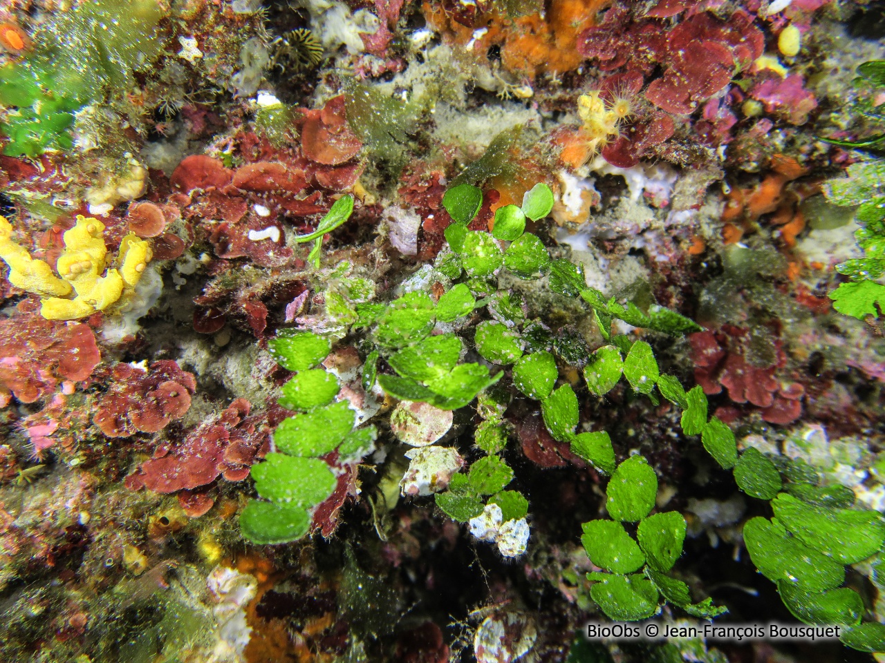 Monnaie de Poséidon - Halimeda tuna - Jean-François Bousquet - BioObs