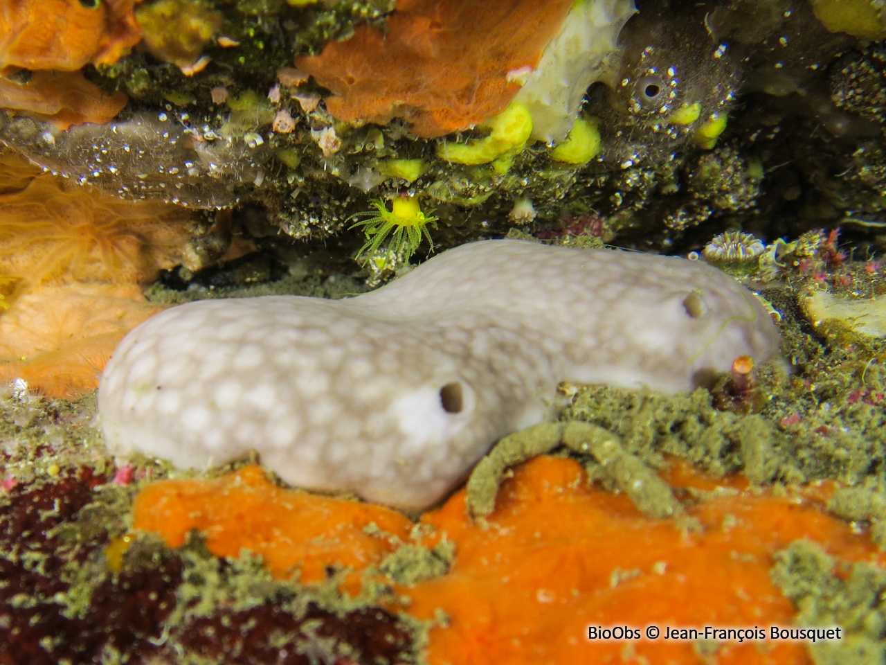 Eponge rognon - Chondrosia reniformis - Jean-François Bousquet - BioObs