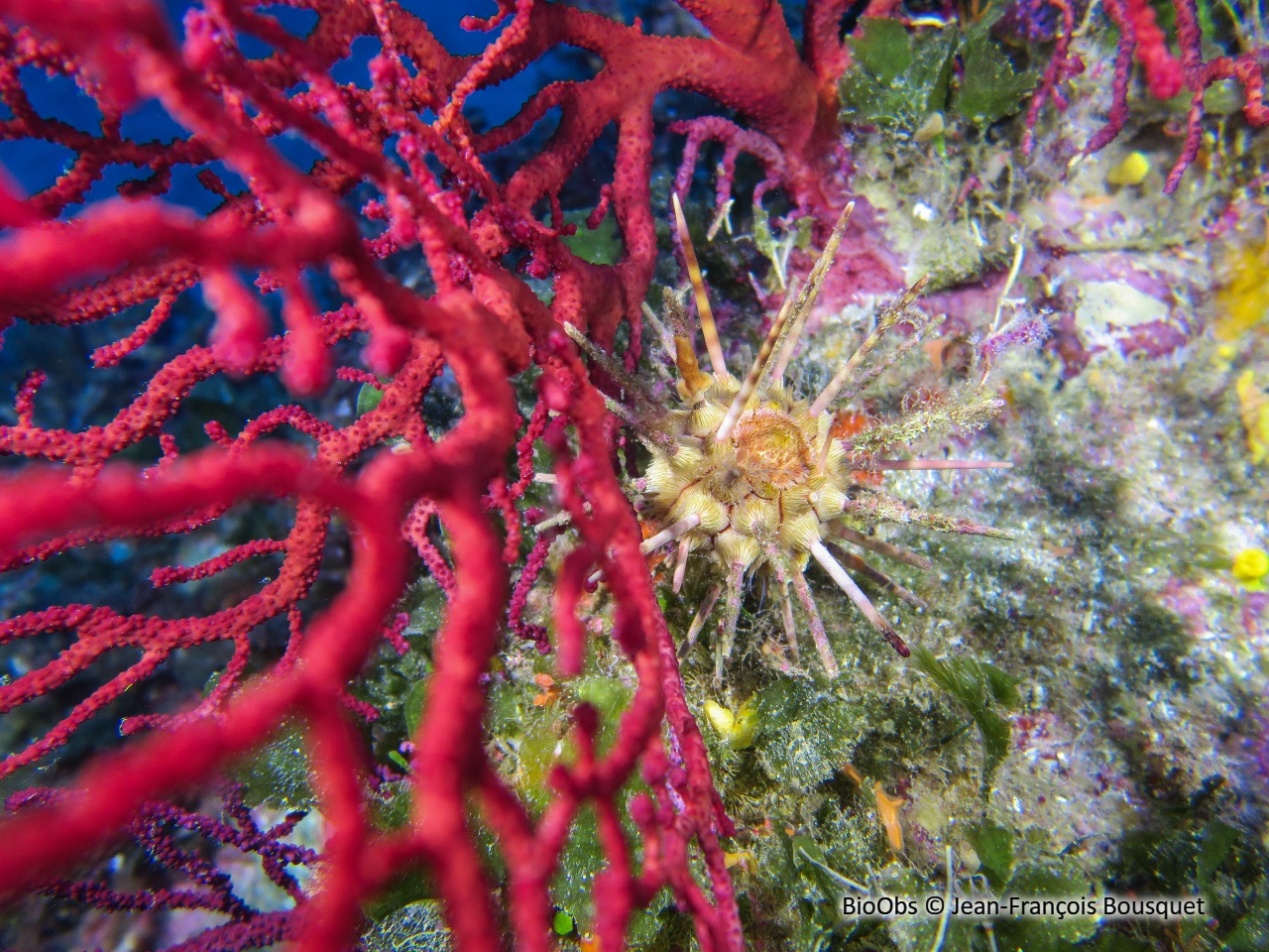 Oursin lance gris - Cidaris cidaris - Jean-François Bousquet - BioObs