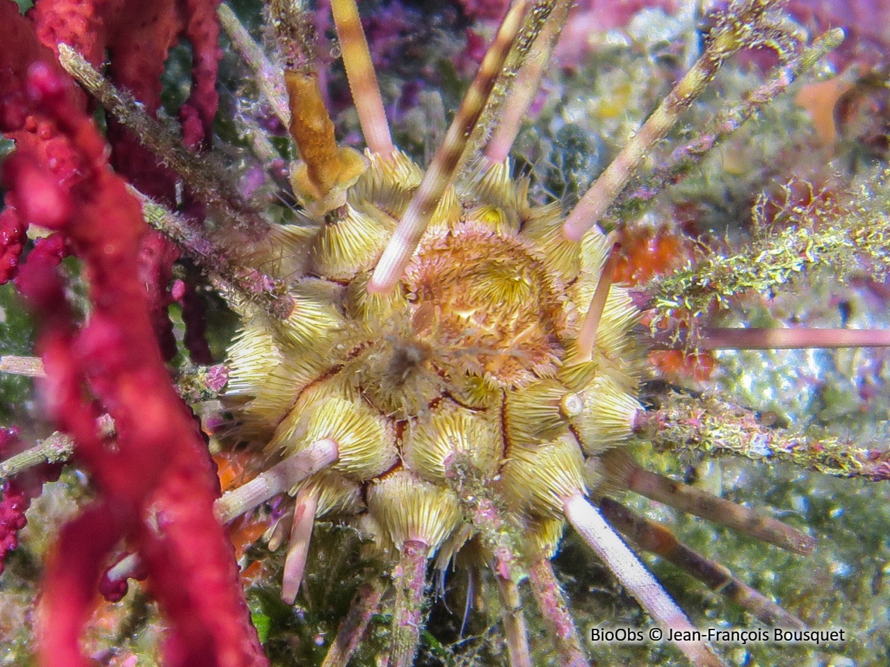 Oursin lance gris - Cidaris cidaris - Jean-François Bousquet - BioObs
