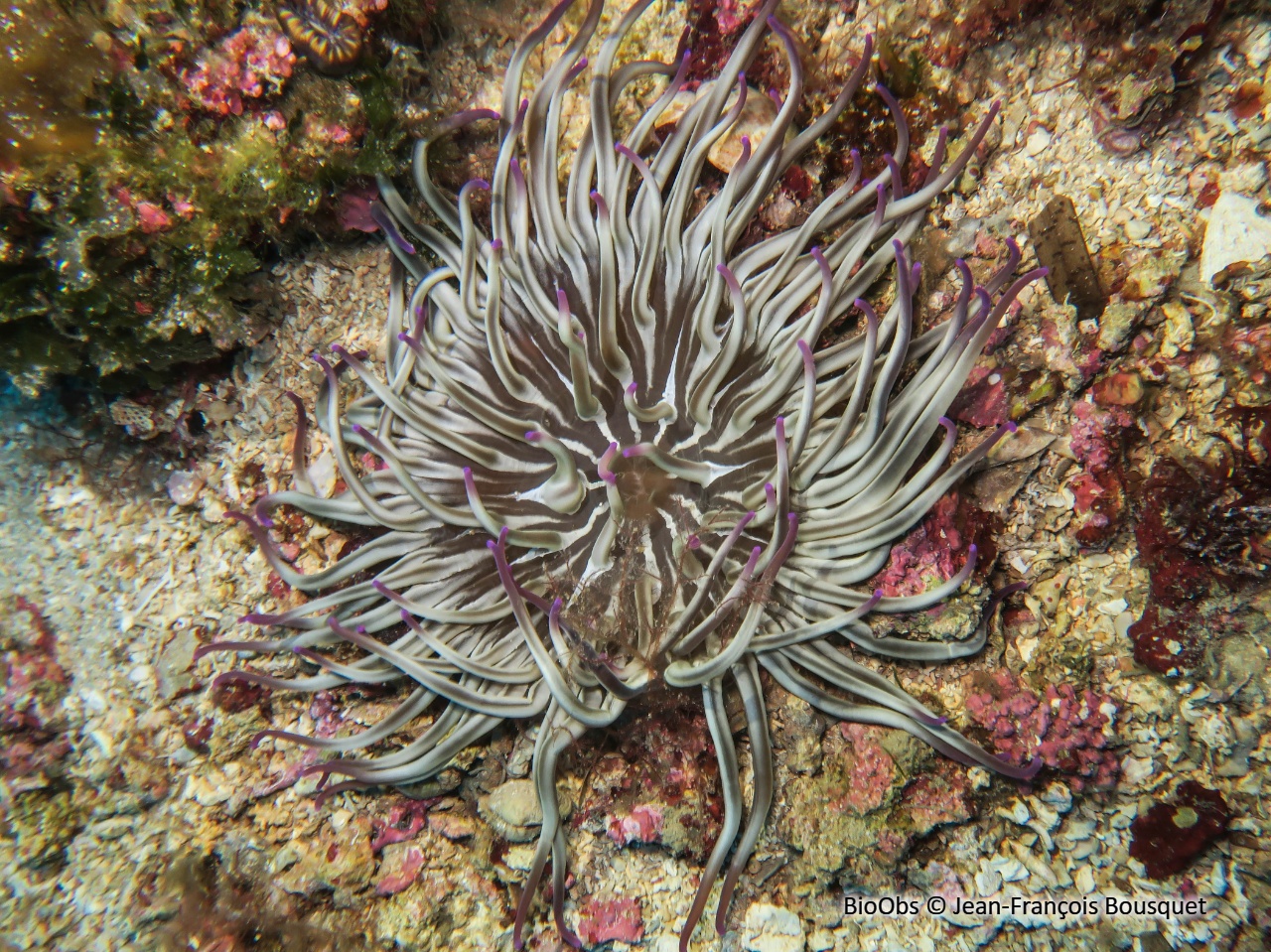 Anémone soleil - Condylactis aurantiaca - Jean-François Bousquet - BioObs