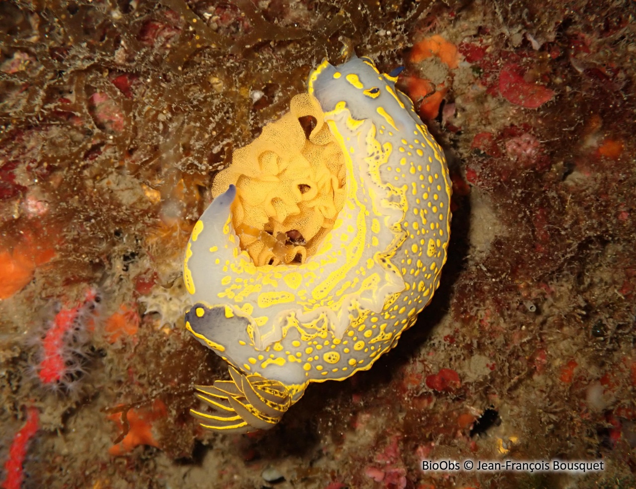Doris géante ponte - Felimare - Jean-François Bousquet - BioObs
