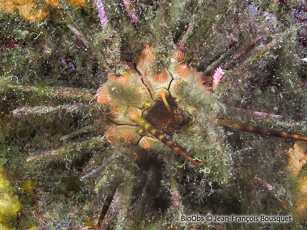 Oursin lance gris - Cidaris cidaris - Jean-François Bousquet - BioObs