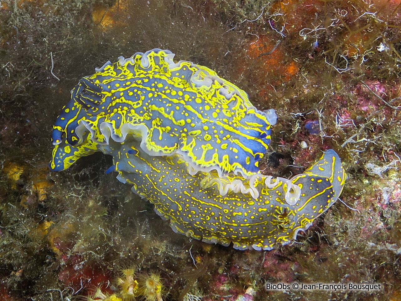 Doris géante - Felimare picta - Jean-François Bousquet - BioObs