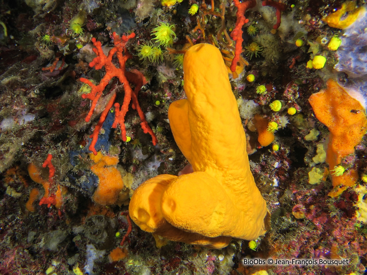 Agelas orangée - Agelas oroides - Jean-François Bousquet - BioObs