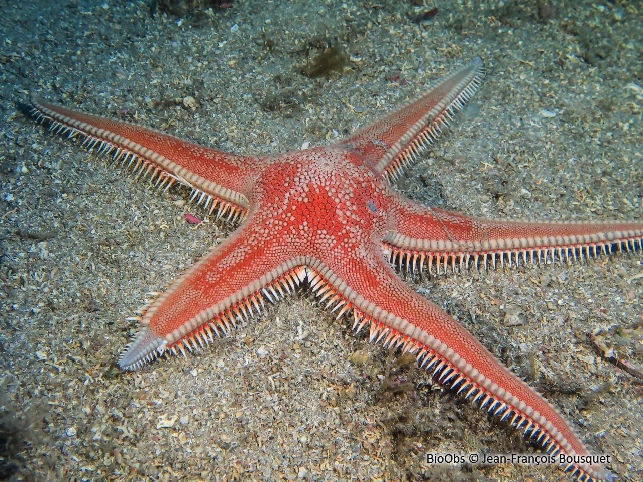 Grande étoile-peigne - Astropecten aranciacus - Jean-François Bousquet - BioObs