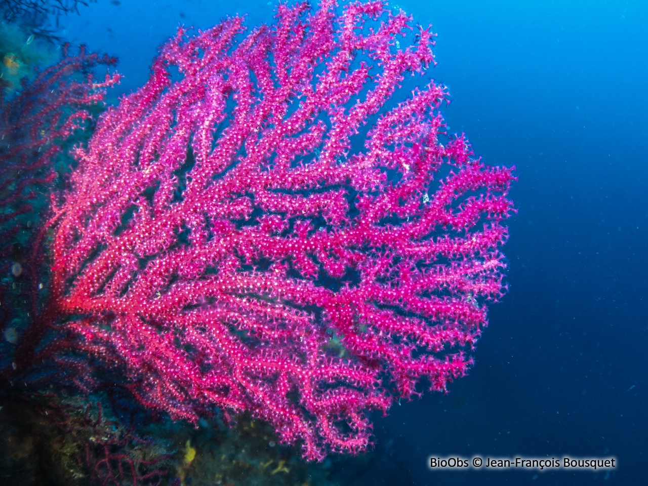 Gorgone pourpre - Paramuricea clavata - Jean-François Bousquet - BioObs