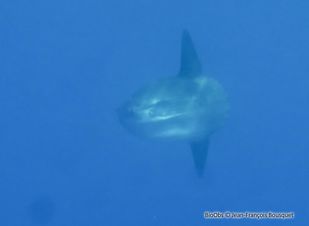 Poisson lune - Mola mola - Jean-François Bousquet - BioObs
