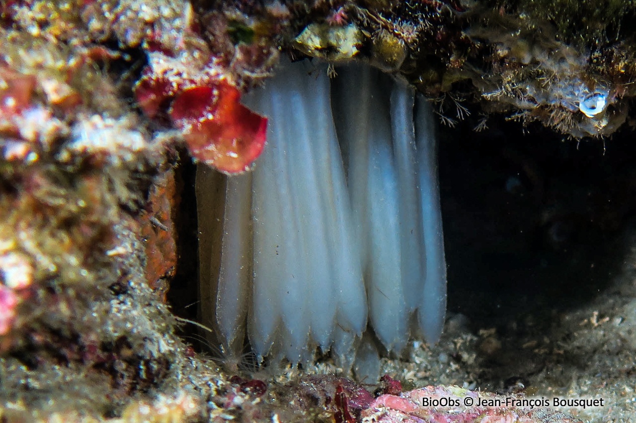Calmar ponte - Loligo - Jean-François Bousquet - BioObs