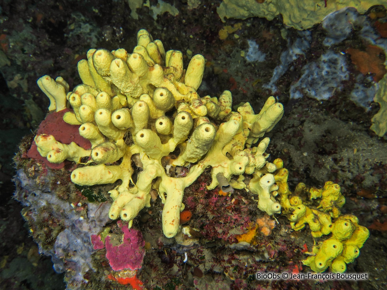 Eponge cavernicole jaune - Aplysina cavernicola - Jean-François Bousquet - BioObs