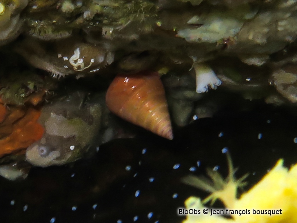 Troque orange - Calliostoma conulus - jean françois bousquet - BioObs