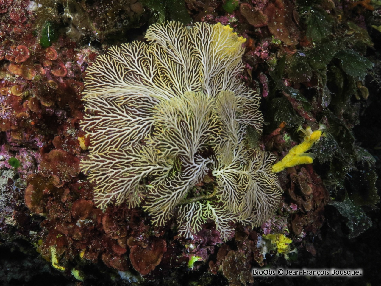 Hornère frondiculée - Hornera frondiculata - Jean-François Bousquet - BioObs