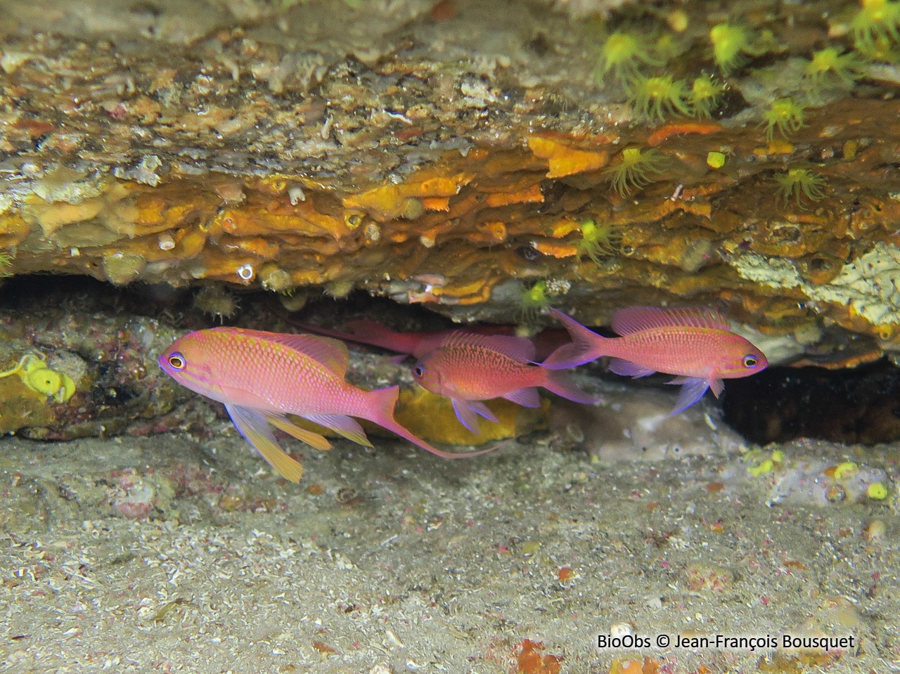 Barbier - Anthias anthias - Jean-François Bousquet - BioObs
