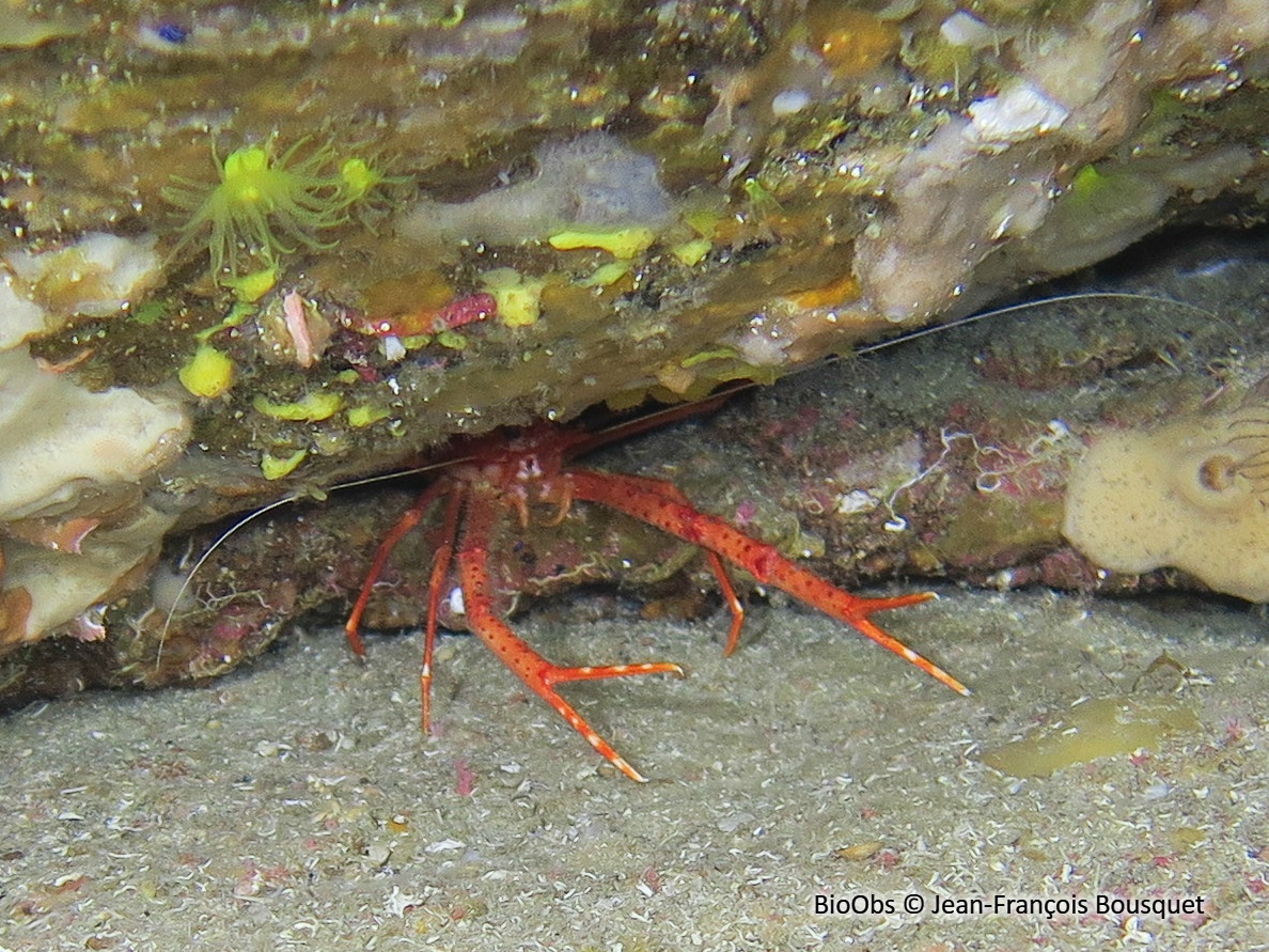 Galathée rose - Munida rugosa - Jean-François Bousquet - BioObs