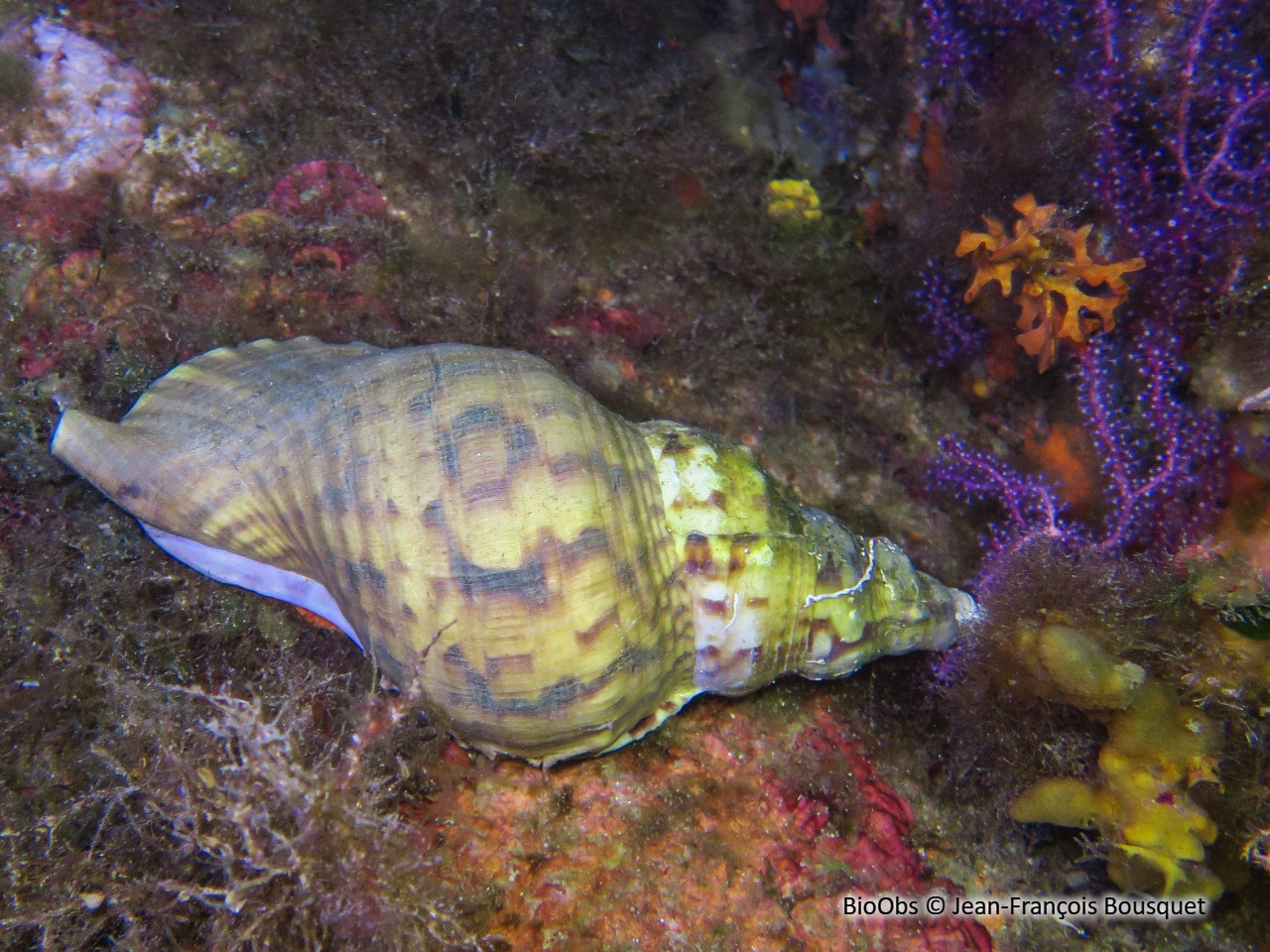 Triton, grande conque - Charonia lampas - Jean-François Bousquet - BioObs