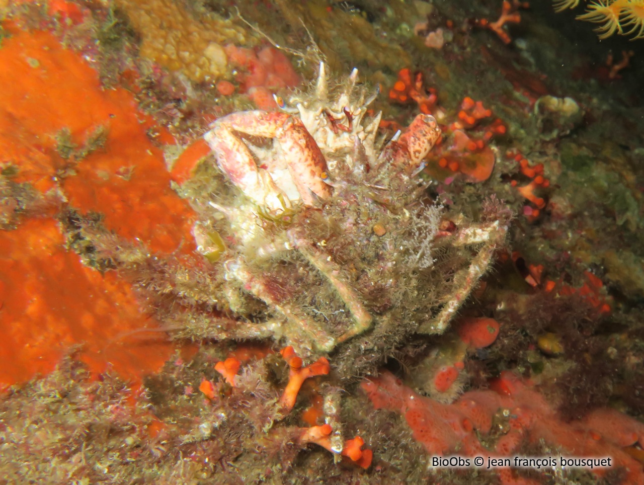 Araignée de mer hérissée - Neomaja goltziana - jean françois bousquet - BioObs