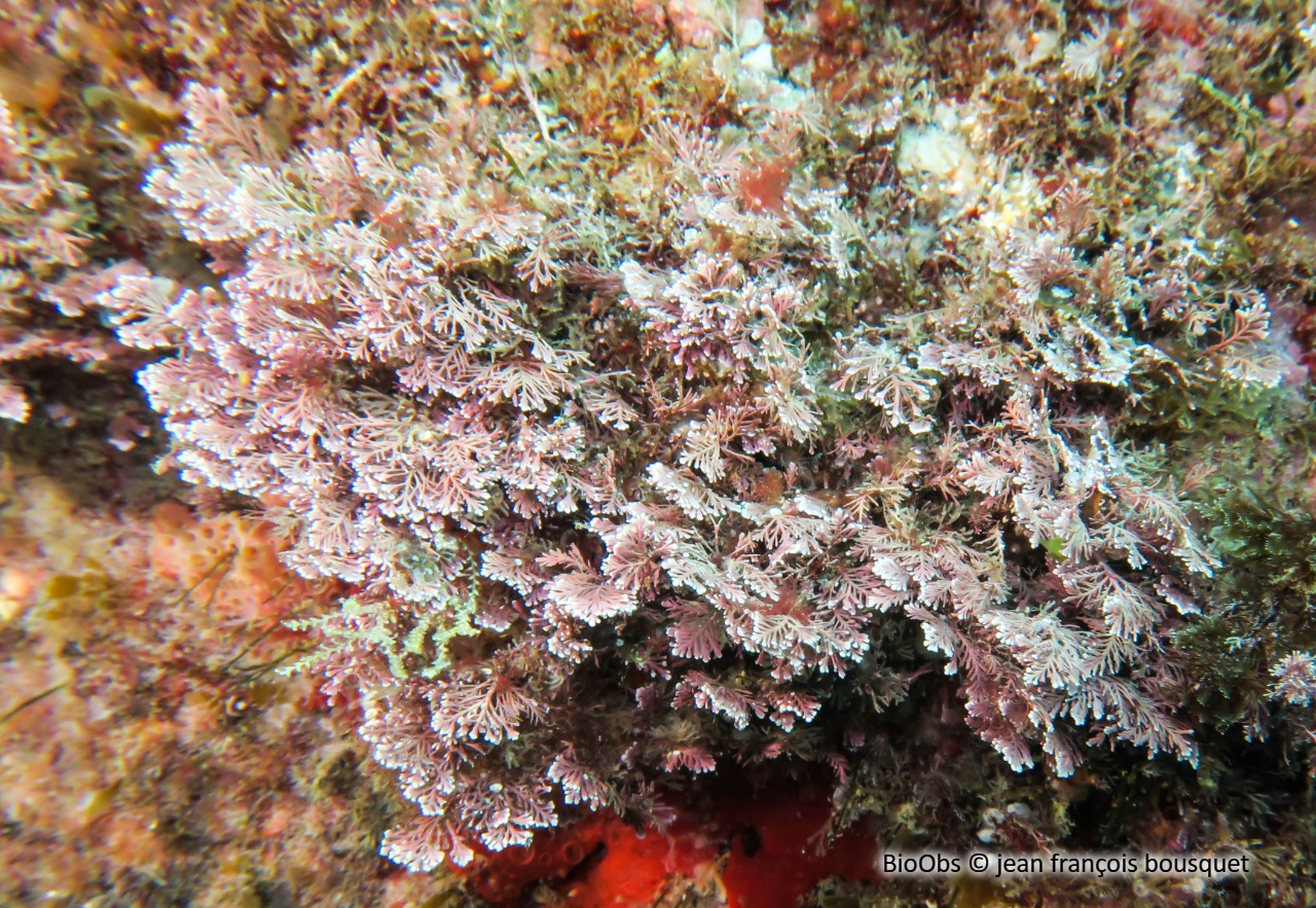 Coralline - Corallina officinalis - jean françois bousquet - BioObs