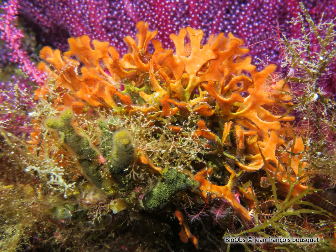 Rose de mer Méditerranéenne - Pentapora fascialis - jean françois bousquet - BioObs