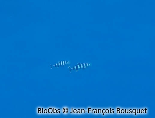 Poisson-pilote - Naucrates ductor - Jean-François Bousquet - BioObs