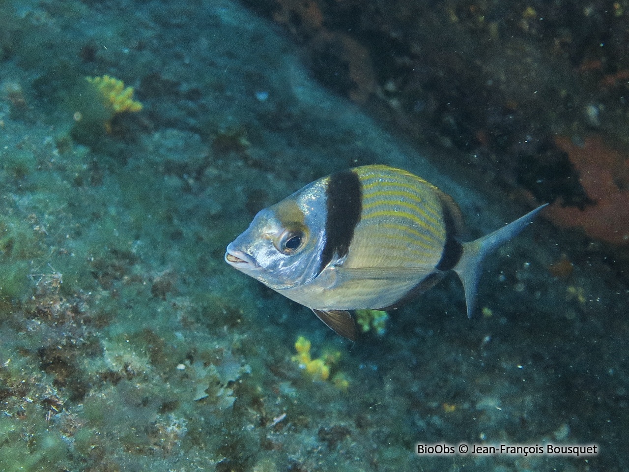 Sar à tête noire - Diplodus vulgaris - Jean-François Bousquet - BioObs