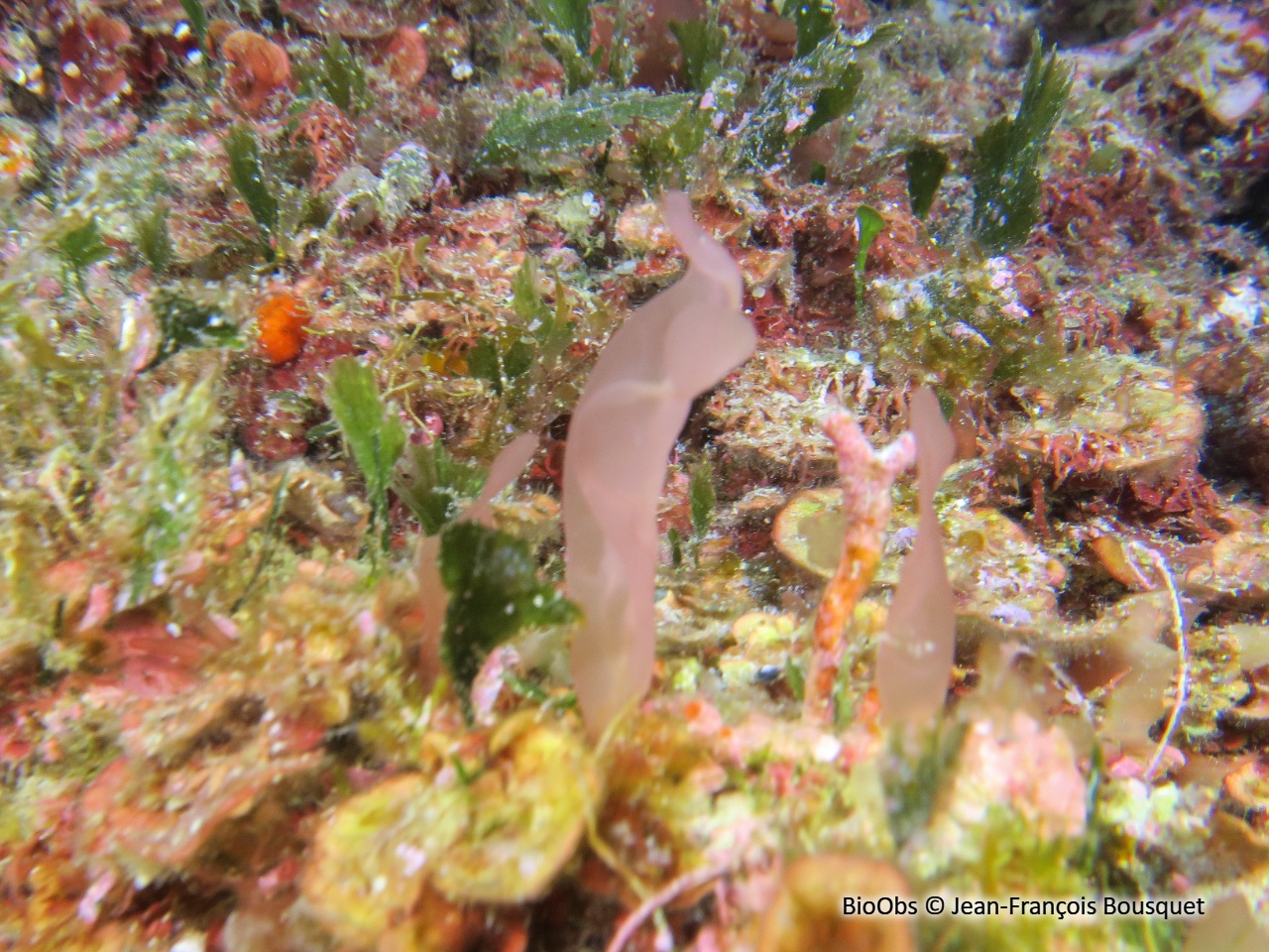 Sebdénie de Rodriguez - Sebdenia rodrigueziana - Jean-François Bousquet - BioObs