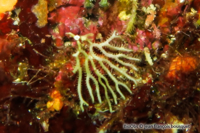 Bryozoaire palmier - Exidmonea atlantica - jean françois bousquet - BioObs