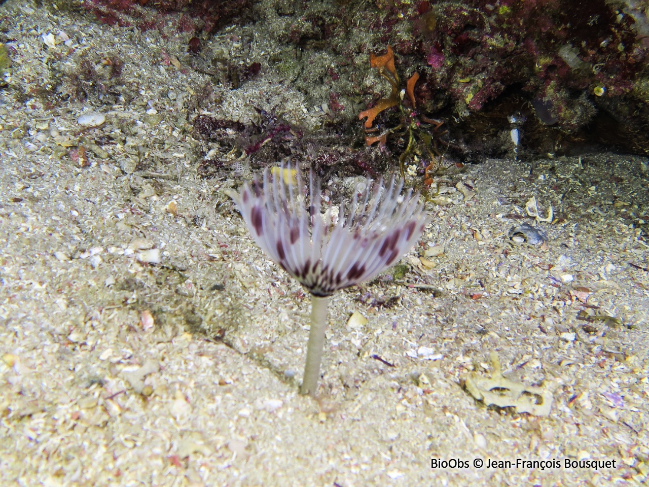 Sabelle - Sabella pavonina - Jean-François Bousquet - BioObs