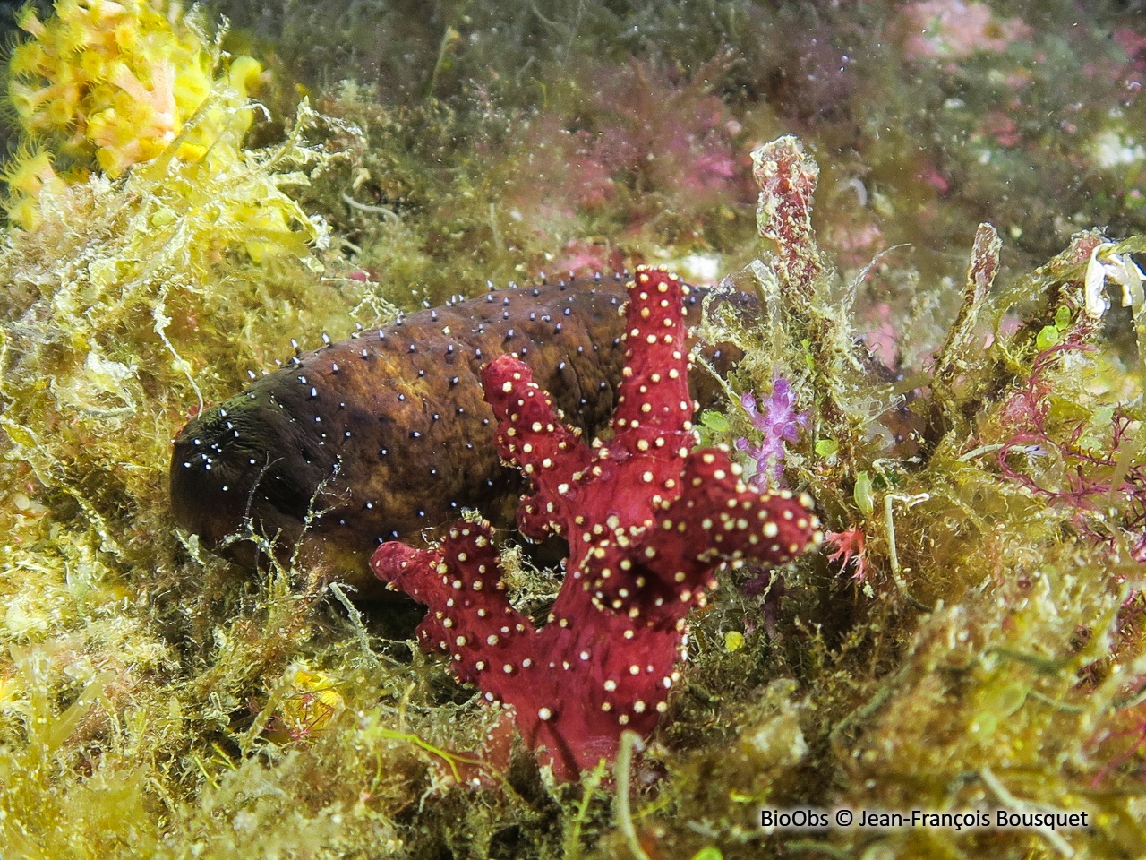 Main de mer - Alcyonium palmatum - Jean-François Bousquet - BioObs