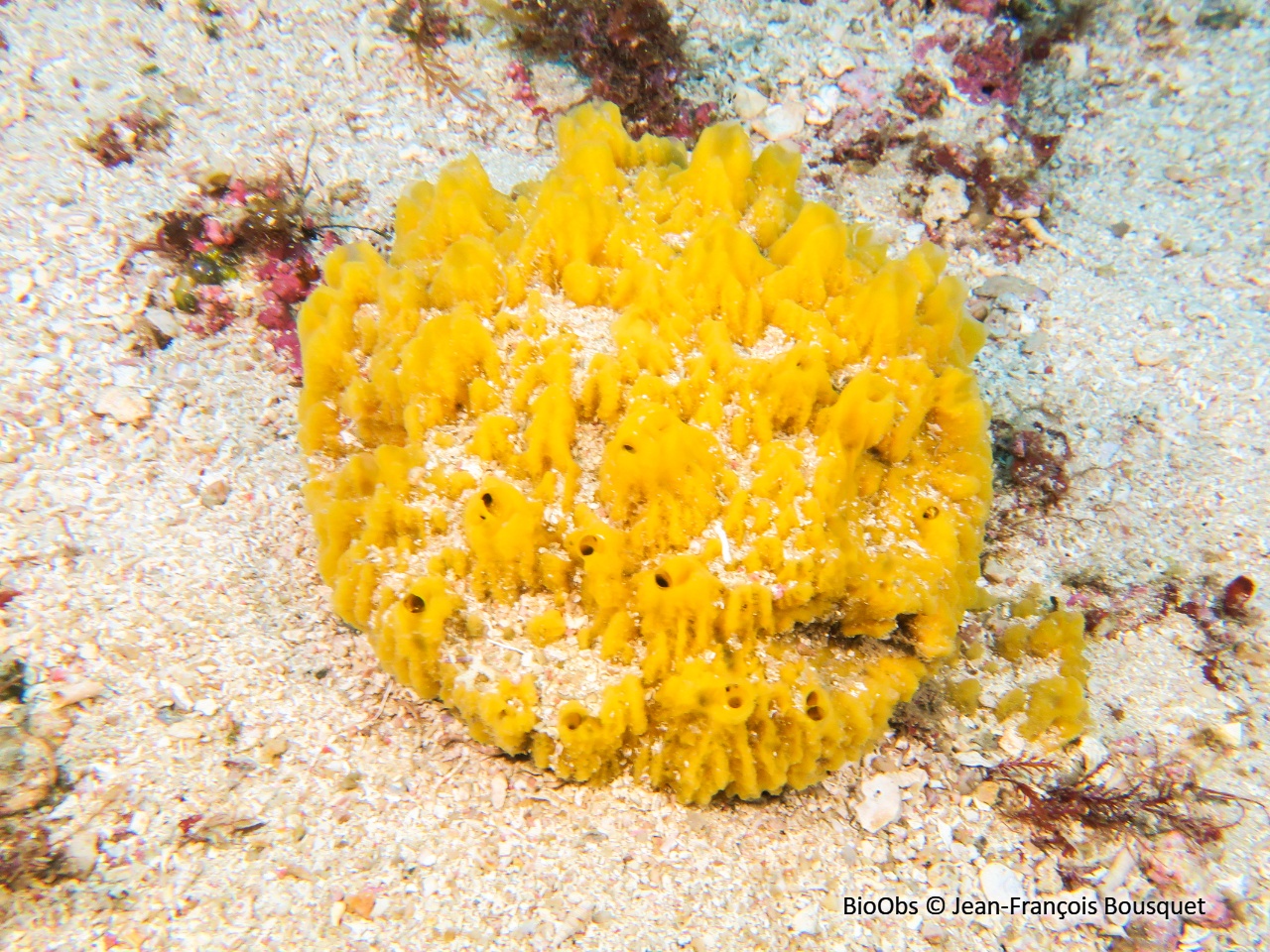 Axinyssa digitée - Axinyssa digitata - Jean-François Bousquet - BioObs