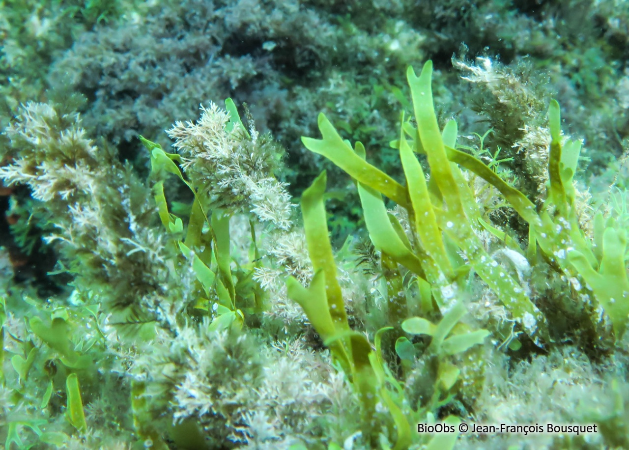 Dictyote spatulée - Dictyota spiralis - Jean-François Bousquet - BioObs