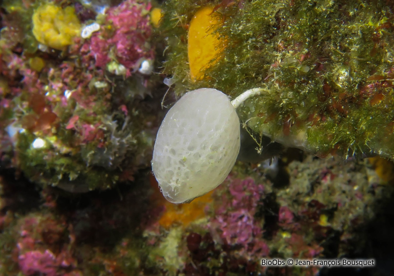 Clathrine pédonculée - Clathrina lacunosa - Jean-François Bousquet - BioObs
