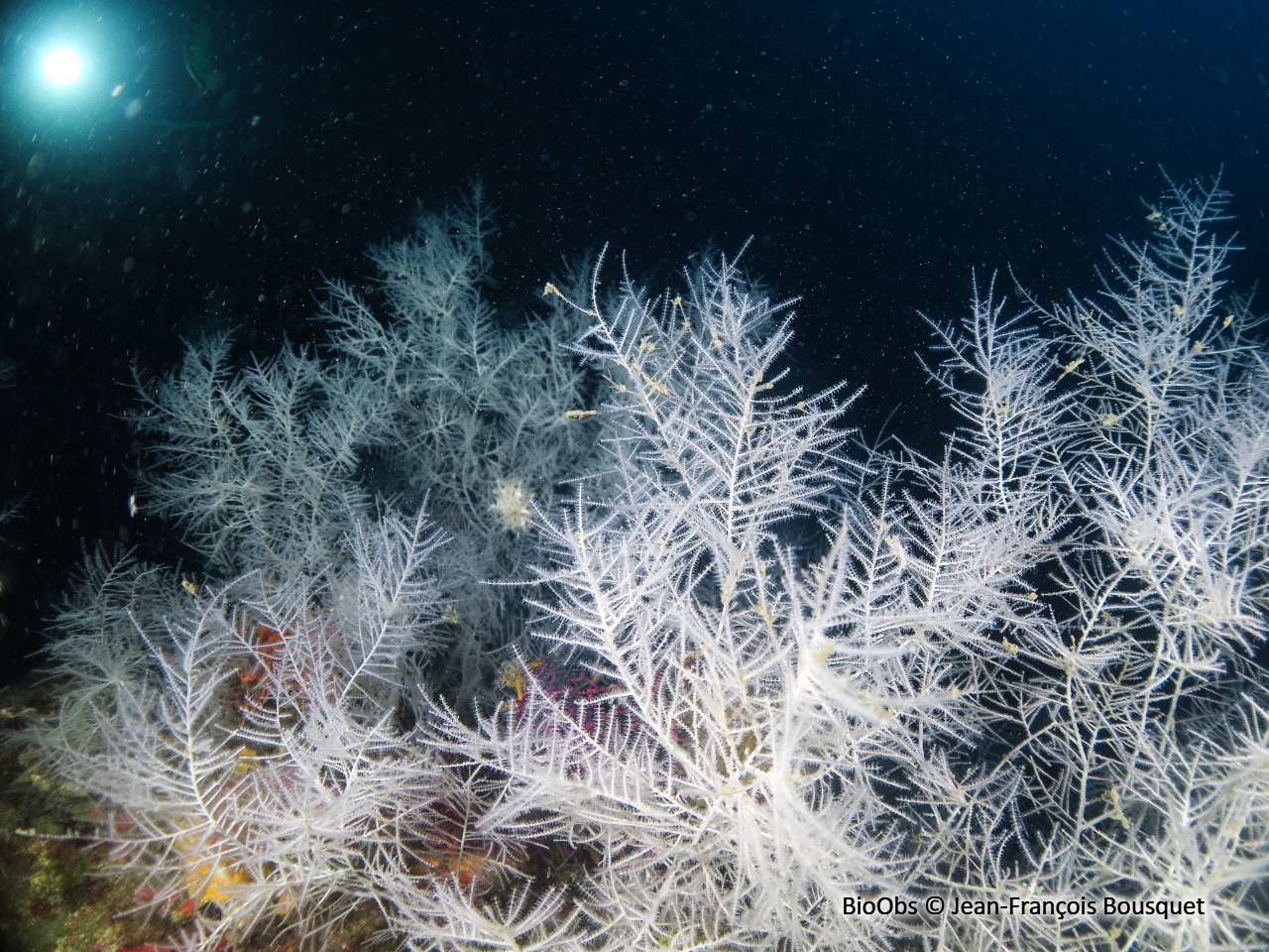 Corail noir de Méditerranée - Antipathella subpinnata - Jean-François Bousquet - BioObs