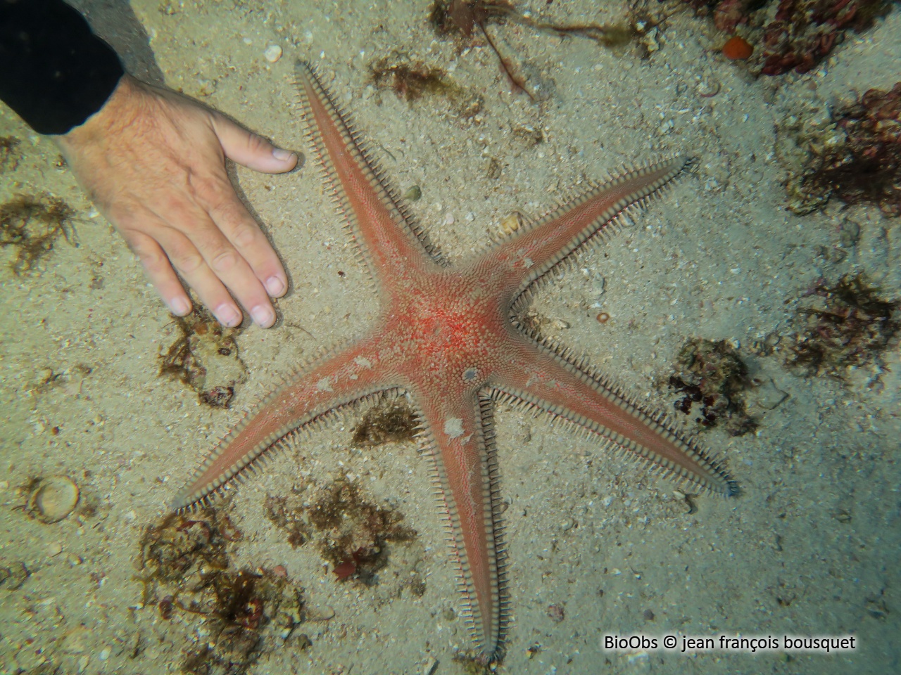 Grande étoile-peigne - Astropecten aranciacus - jean françois bousquet - BioObs