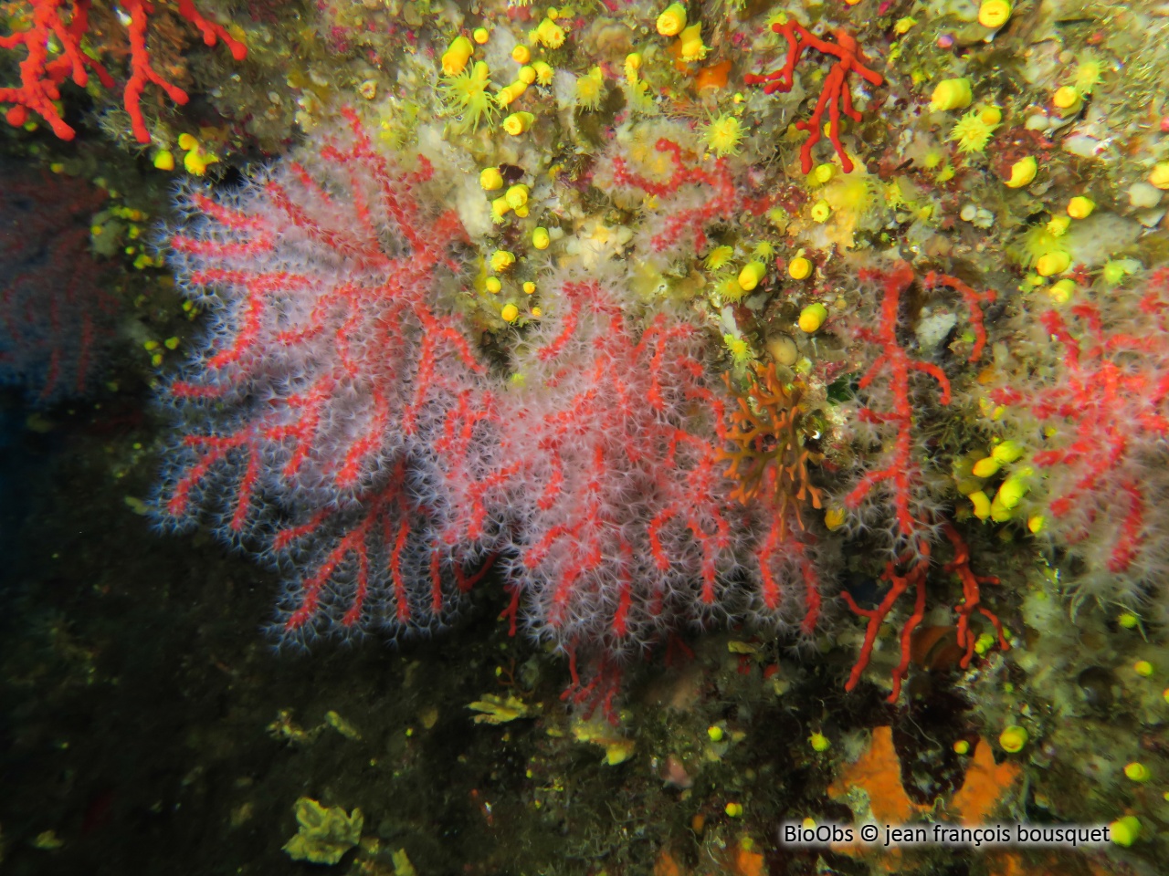 Corail rouge - Corallium rubrum - jean françois bousquet - BioObs