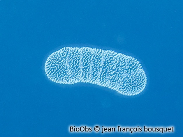 P'tit gluant - Collophidium / Collozoum inerme - jean françois bousquet - BioObs