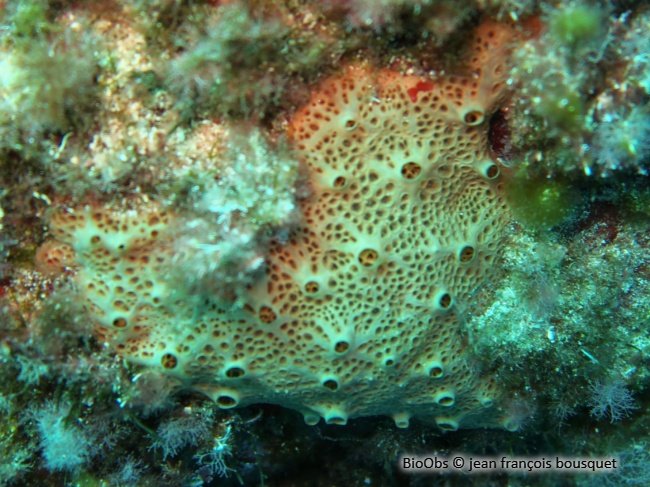 Eponge à cratères - Hemimycale columella - jean françois bousquet - BioObs