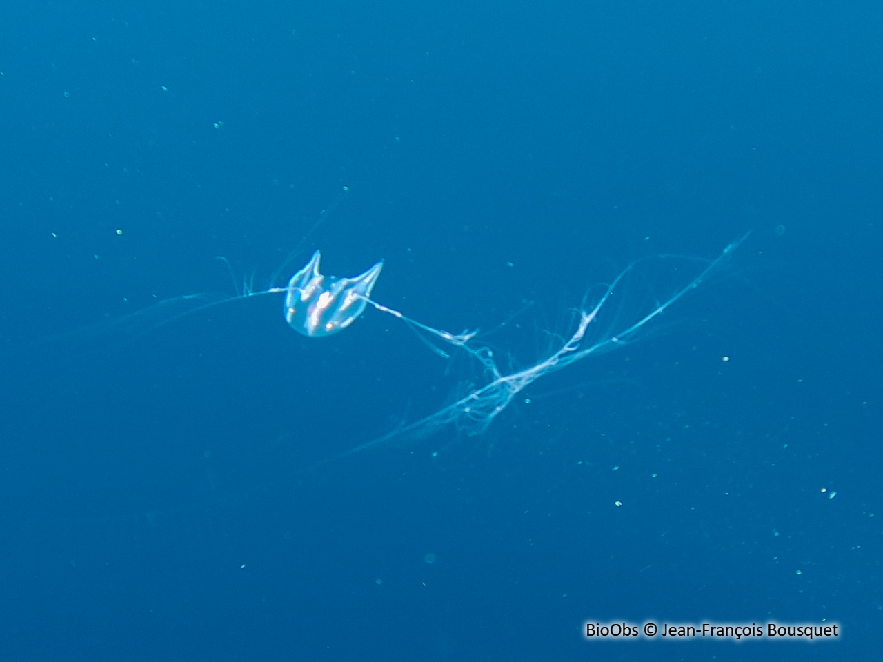 Callianira à deux ailes - Callianira bialata - Jean-François Bousquet - BioObs