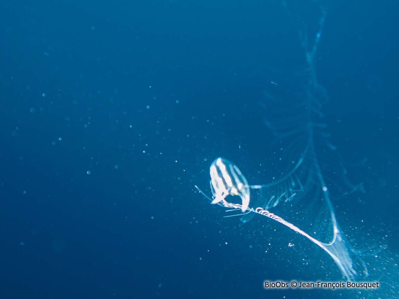 Callianira à deux ailes - Callianira bialata - Jean-François Bousquet - BioObs