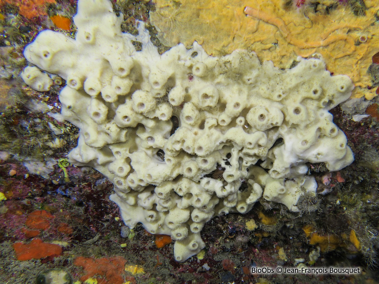 Eponge mie de pain - Halichondria (Halichondria) panicea - Jean-François Bousquet - BioObs