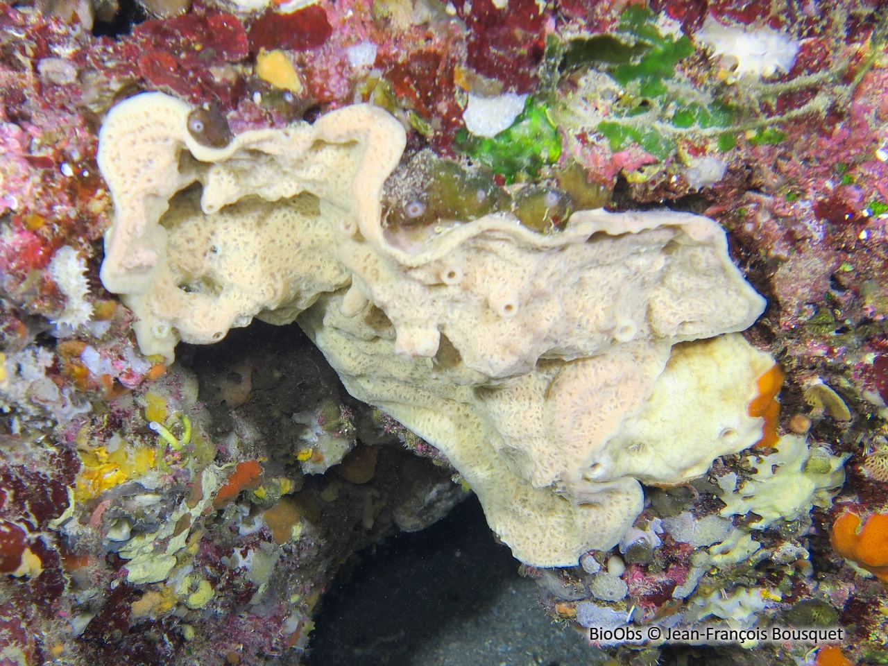Eponge baveuse à languettes - Haliclona mucosa - Jean-François Bousquet - BioObs