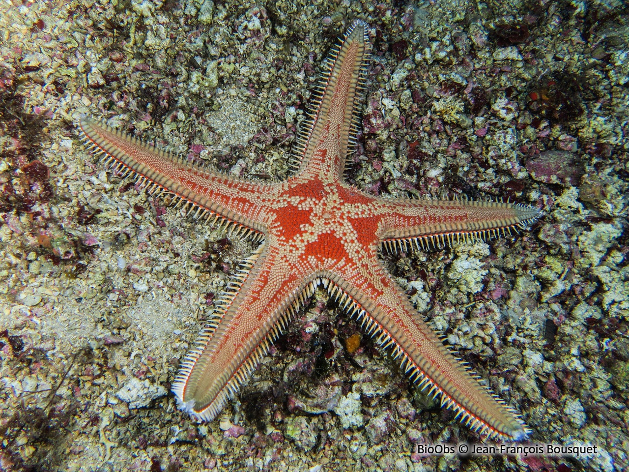 Grande étoile-peigne - Astropecten aranciacus - Jean-François Bousquet - BioObs